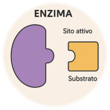 FOCUS SCIENTIFICO – Gli Enzimi nell’Industria Conciaria
